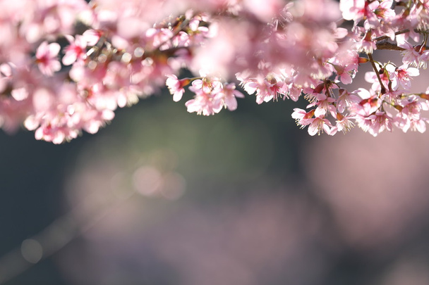 primavera sakura rosa flor de perto
 - Foto, Imagem