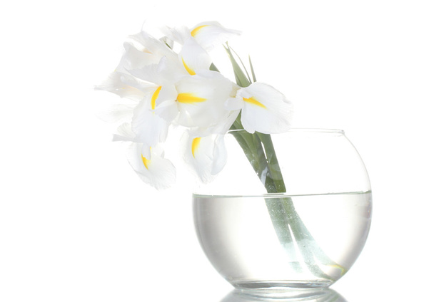 Beautiful irises in vase isolated on white - 写真・画像