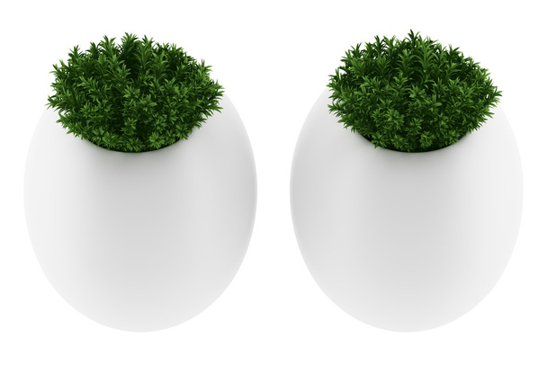zwei Wandpflanzen in Töpfen isoliert auf weißem Hintergrund - Foto, Bild