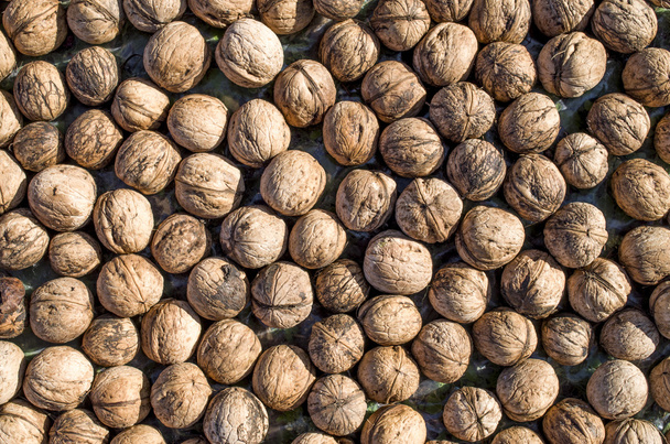 Heap of whole freshly picked walnuts  - Фото, изображение