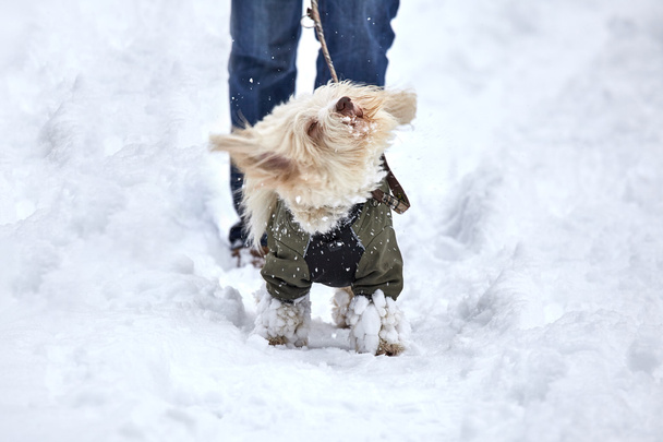 havanischer Hund wirbelt Schnee weg - Foto, Bild