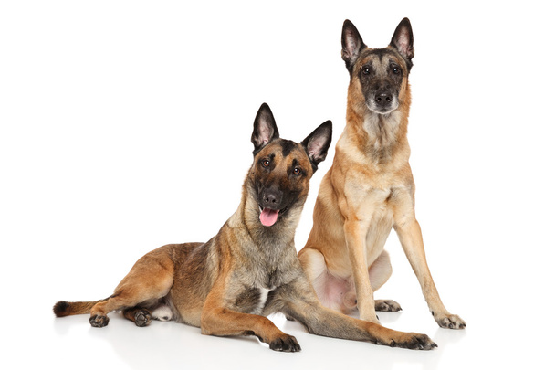 Dois cães pastores belgas Malinois
 - Foto, Imagem