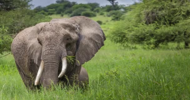 African elephant in the Tarangire National Park, Tanzania - Footage, Video