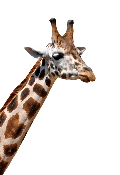 Жираф - Фото, изображение