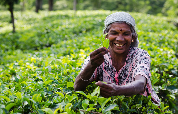 Tea picking in Sri Lanka hill country - Φωτογραφία, εικόνα