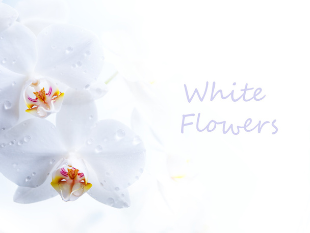 λουλούδι άνοιξη λευκό στο λευκό φόντο - Φωτογραφία, εικόνα