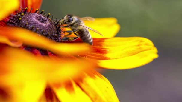 Close-up foto van een Western Honey Bee - Video