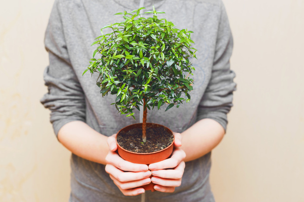 Handen met groene boom in pot - Foto, afbeelding