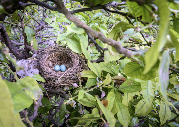 ptačí hnízdo na větev stromu s dvěma modrá vejci uvnitř - Fotografie, Obrázek