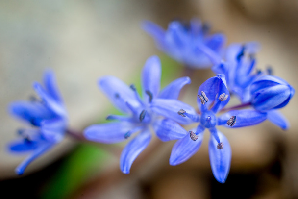 Kłoda niebieski kwiaty - Zdjęcie, obraz