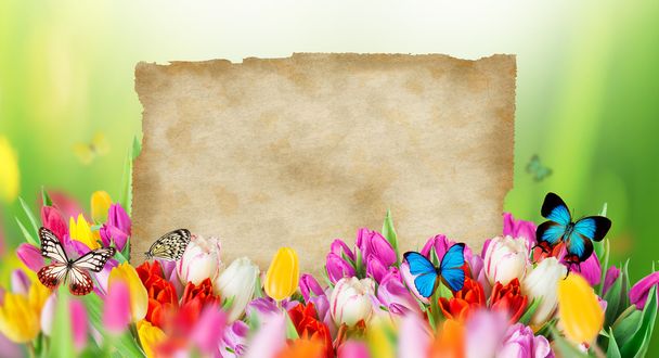 Beautiful tulips bouquet with butterflies - Фото, зображення