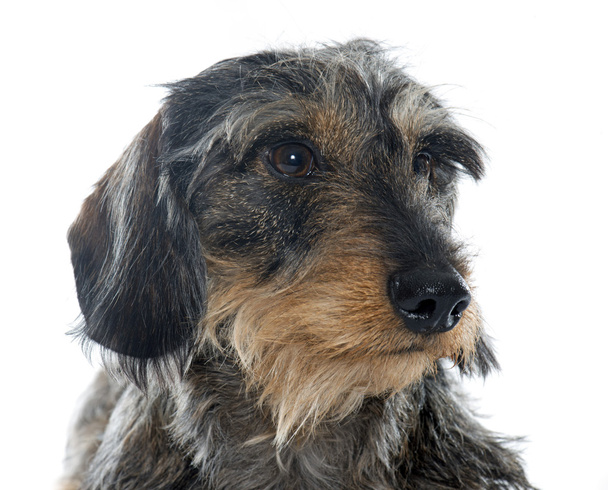 Wire haired dachshunds - Photo, Image