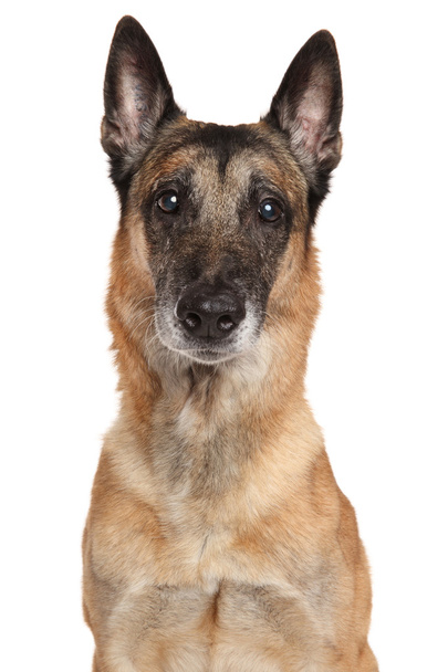 Belgian Shepherd dog Malinois - Photo, Image
