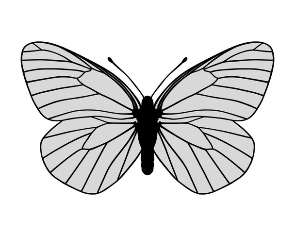weißer Schmetterling - Vektor, Bild