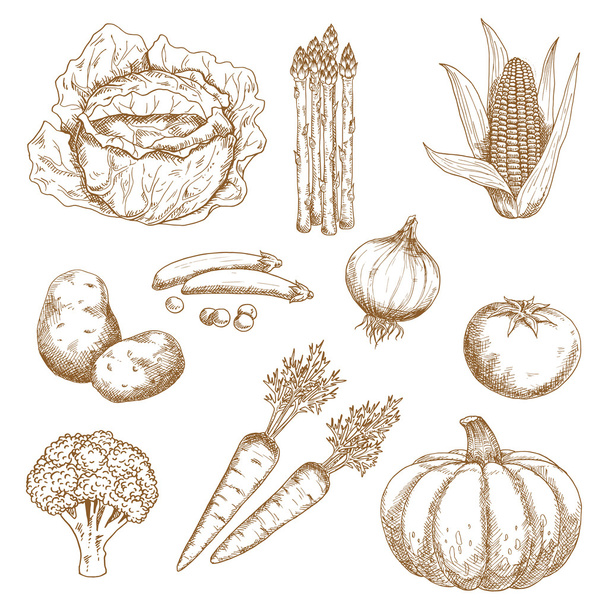 Hand drawn sketches of vegetables - Vektor, Bild