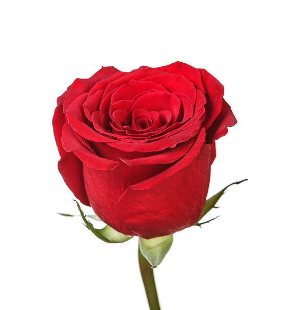 Rosa perfetta rossa saturo
 - Foto, immagini