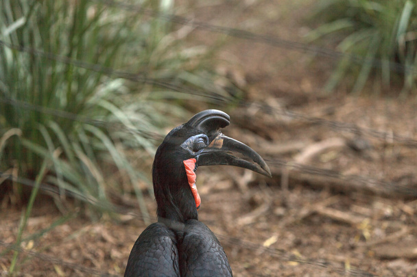 Abyssinian ground hornbill - Photo, Image
