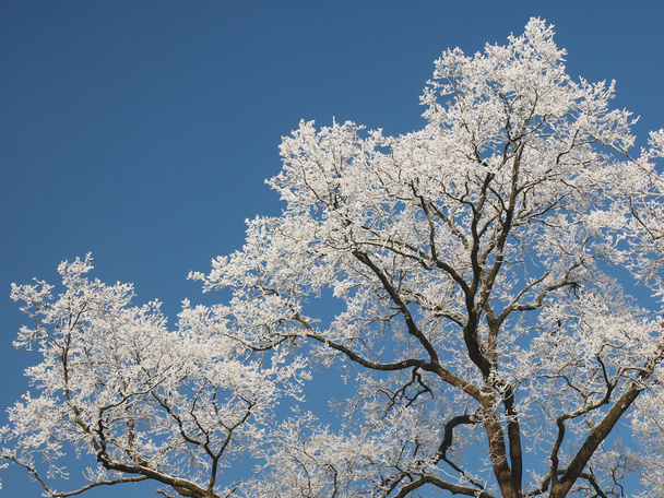 青い空に分離された冬の霧氷で覆われたツリー - 写真・画像
