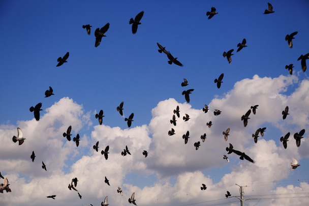 vliegende duiven over hemel - Foto, afbeelding