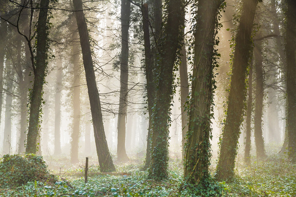 Nebel am frühen Morgen englischer Wald - Foto, Bild