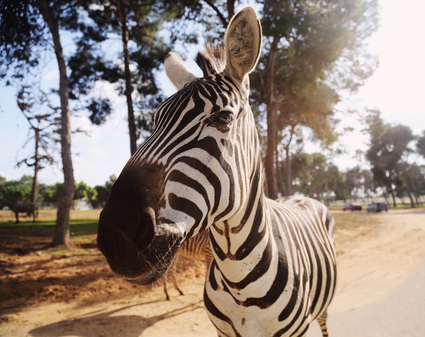 Wild Zebra v Safari - Fotografie, Obrázek