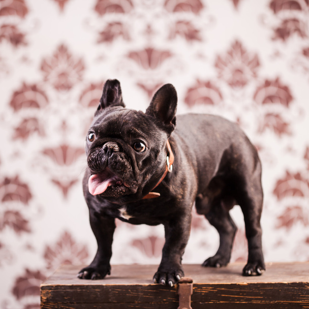 ranskalainen bulldoggi
 - Valokuva, kuva