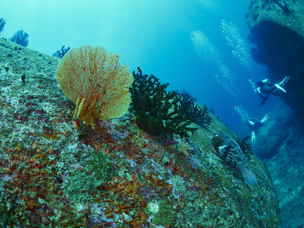 perroquet et corail de récif
 - Photo, image
