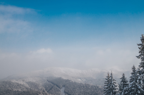 Panorama der Karpaten. verschneite und bewaldete Gipfel und hohe Tannen - Foto, Bild