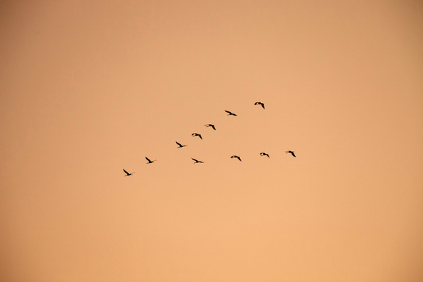 Приказанные краны, летящие в строю
   - Фото, изображение