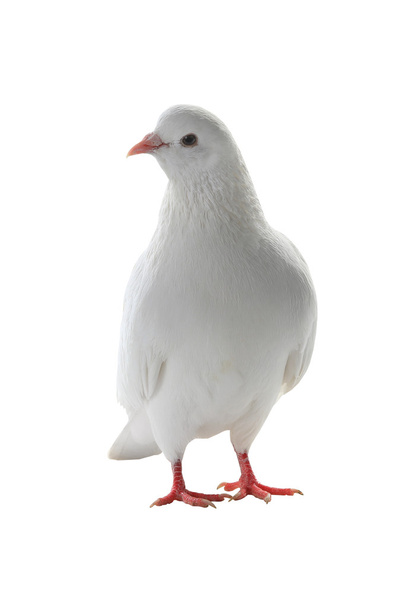 white pigeon on a white - Foto, imagen