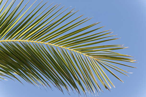 Feuille de palmier
 - Photo, image