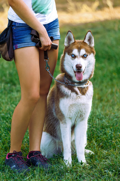 fille en short avec un husky assis sur l'herbe
 - Photo, image