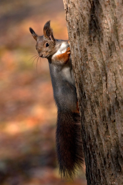 Écureuil joue à cache-cache
 - Photo, image