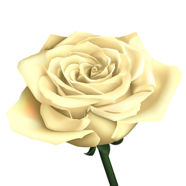 Rosa blanca realista
 - Vector, Imagen