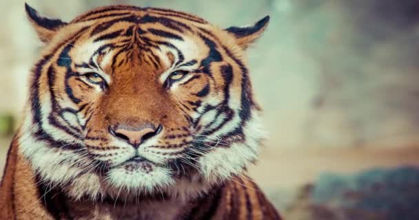 Close-up de um rosto de tigres
. - Filmagem, Vídeo