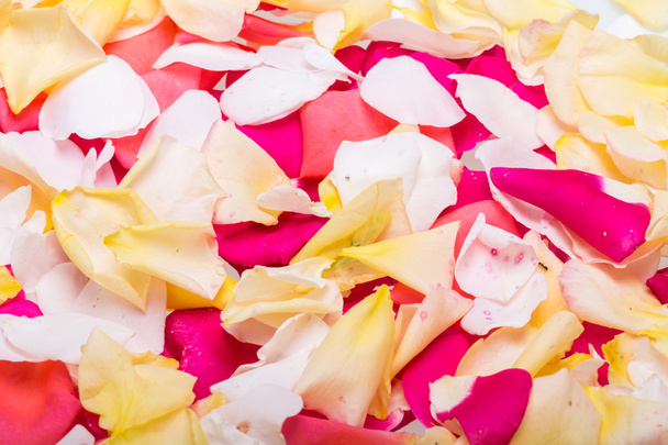 Petals of Pink and Yellow Roses Flowers. Background - Foto, Imagem