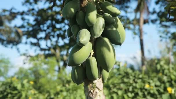 zelená papája na stromě - Záběry, video