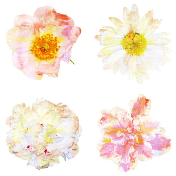 Акварельний живопис з абстрактними квітами троянди стегна, ромашка
,  - Фото, зображення
