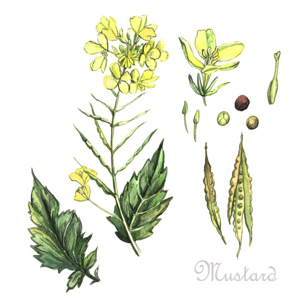 Watercolor Mustard  on background - Photo, Image