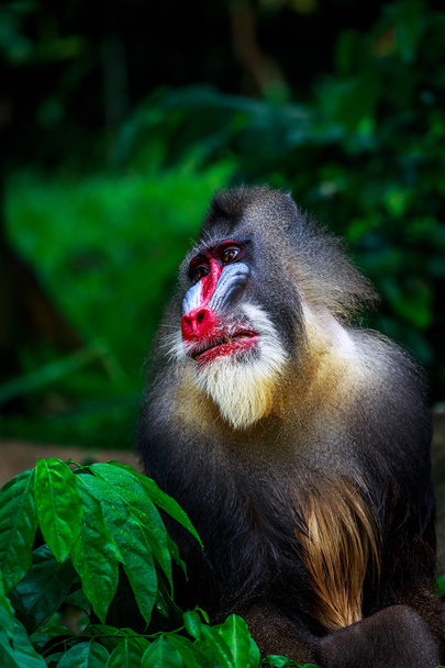 the mandrill in rest - Photo, Image
