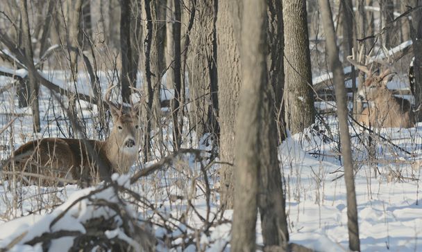 Whitetail Bucks deitado na neve
 - Foto, Imagem