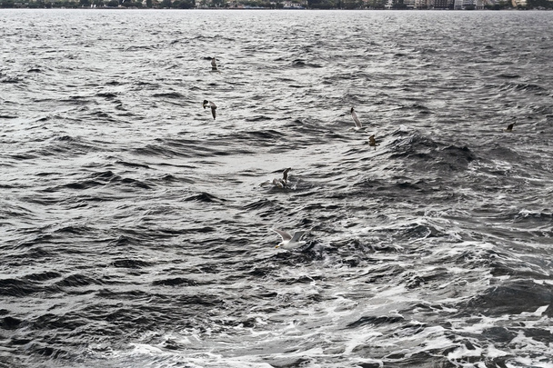 denizin uçan martıları - Fotoğraf, Görsel