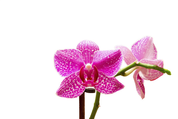 orquídea phalaenopsis
 - Foto, Imagen