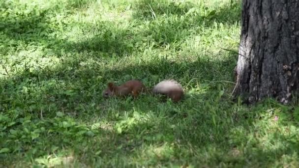 Squirrel eating something in the grass - Кадри, відео