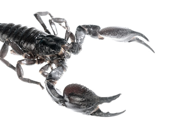 scorpion isolé sur blanc
 - Photo, image