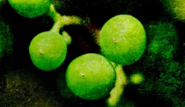 green young grapes - Foto, afbeelding