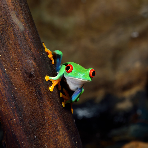 żaba chwytnica kolorowa - Zdjęcie, obraz