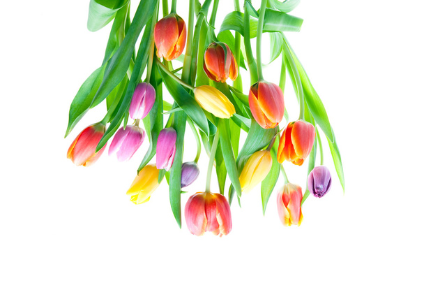 a bunch tulips - Zdjęcie, obraz