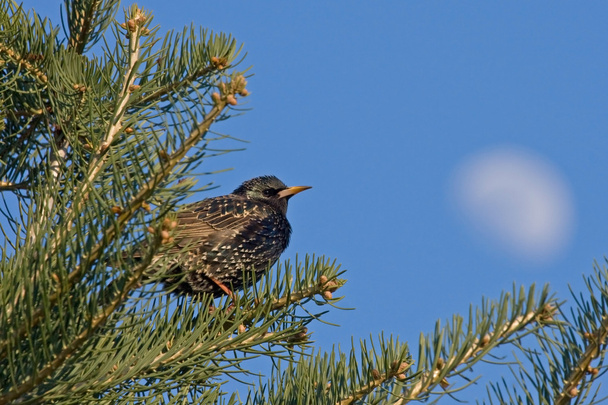 European Starling sitting on the pine-tree - Photo, Image