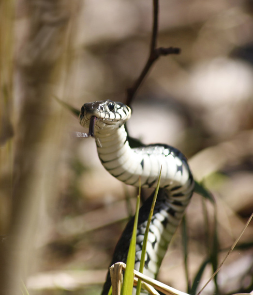 Serpente d'erba
 - Foto, immagini